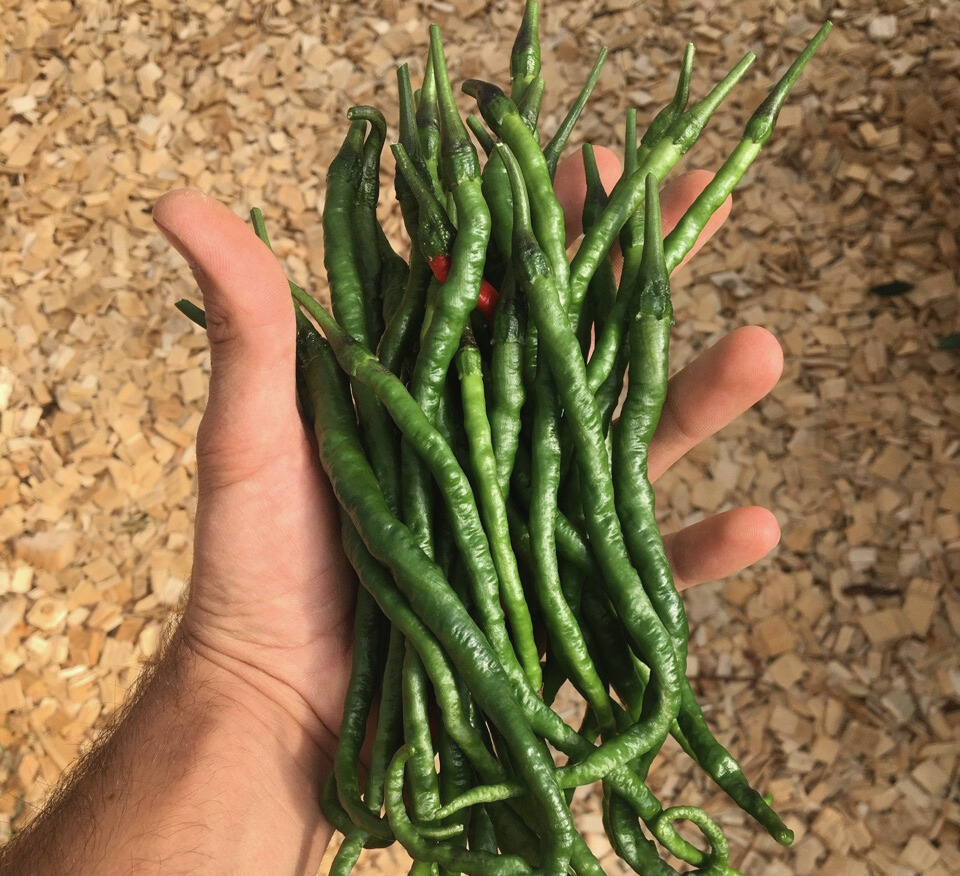 Fagiolini azienda agricola Alloctono Forlì