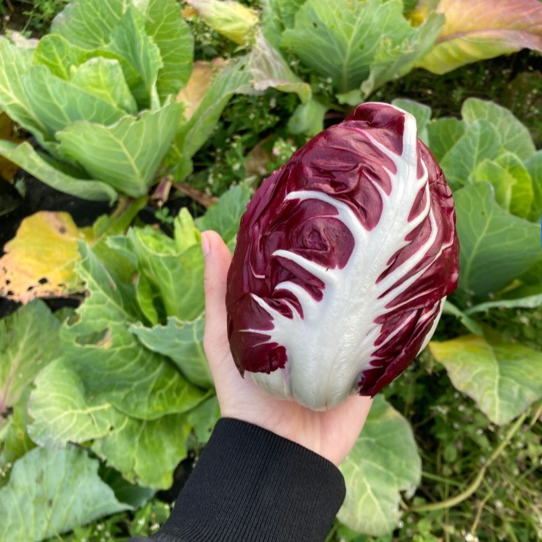 Radicchio